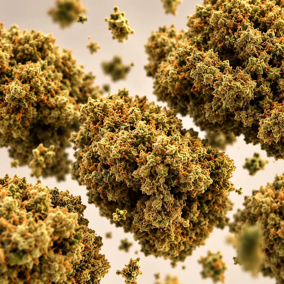 Fleur de CBD Amnesia de près : filaments dorés et reflets blancs — Ambre