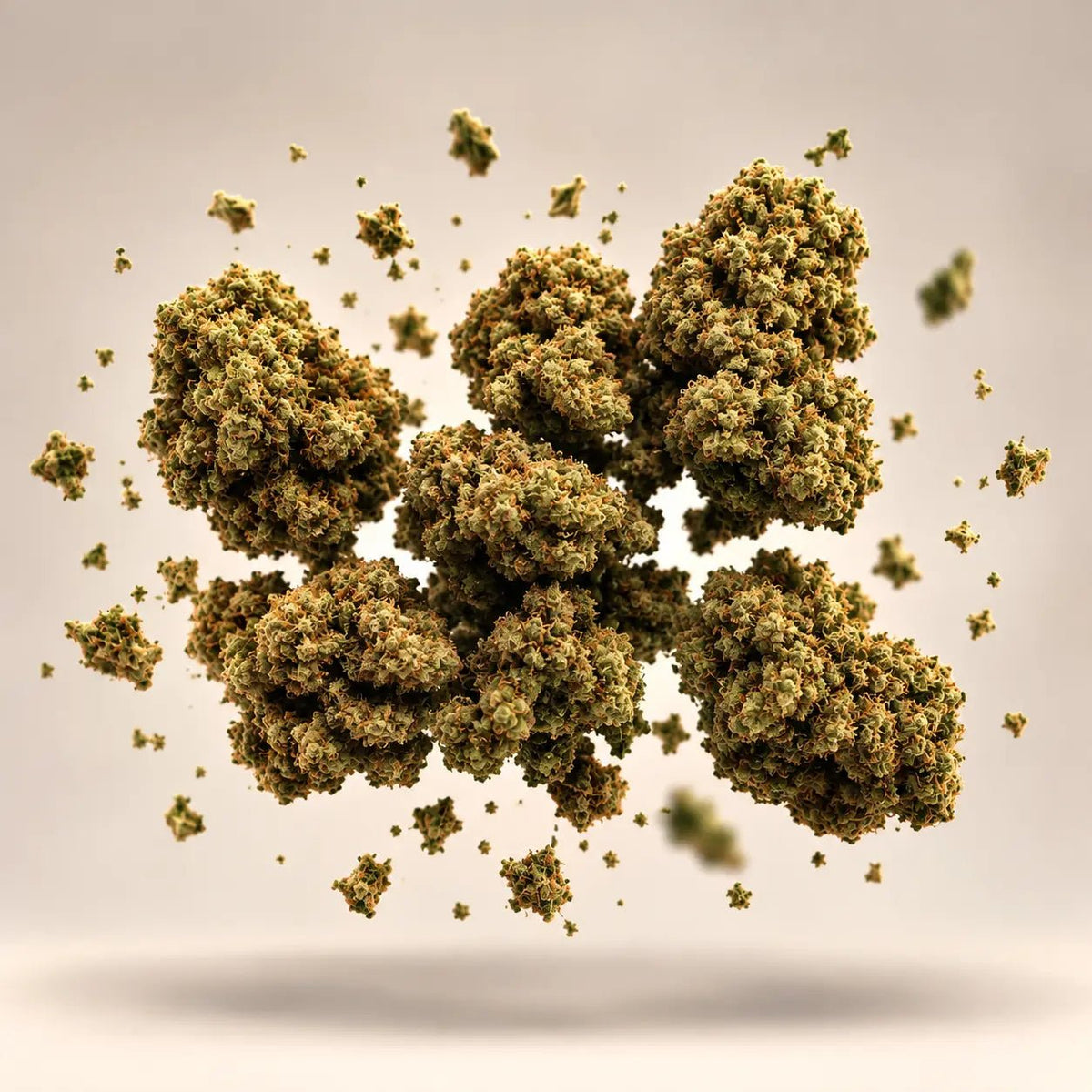 Fleur de CBD Amnesia : têtes denses, gros plan — Ambre